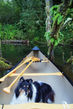 Keep Your Dog Safe While Paddling